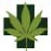 Facts about Cannabis Intoxication