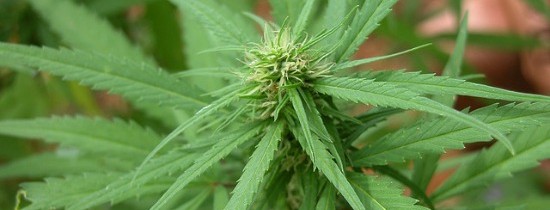 Daily Marijuana Use Doesn’t Really Change Brains of Adults or Teens, Study Finds